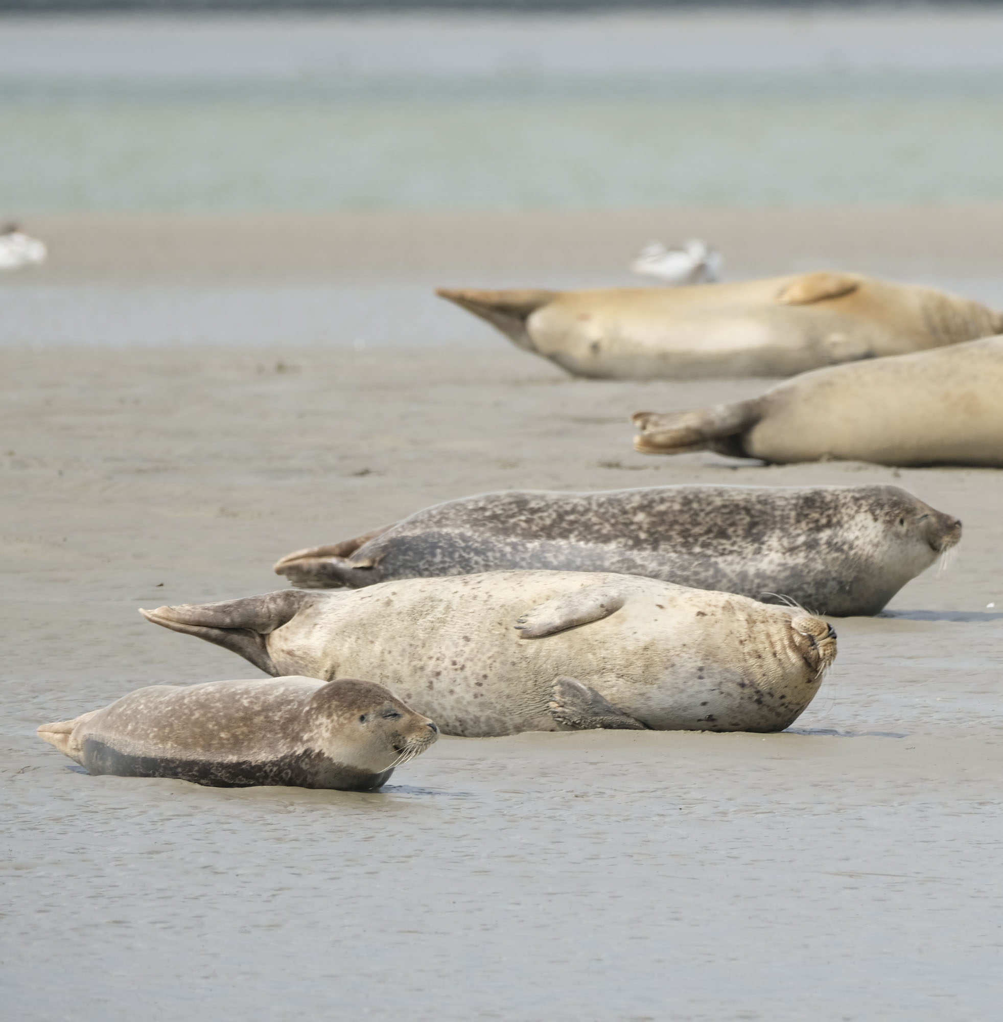 cabin at sea | cadzand, zeeland