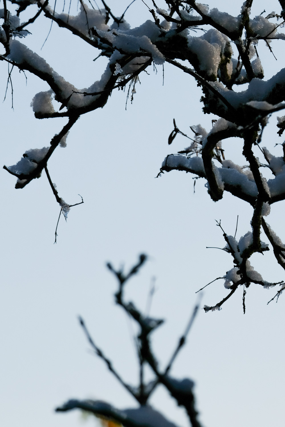 het is mijn tweelingziel