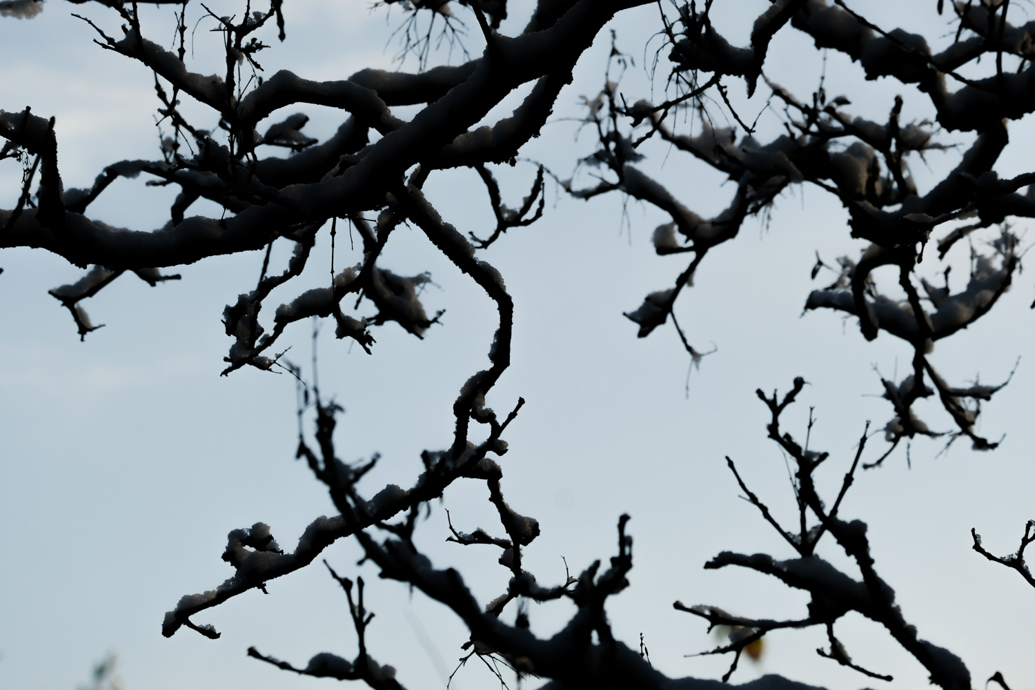 het is mijn tweelingziel