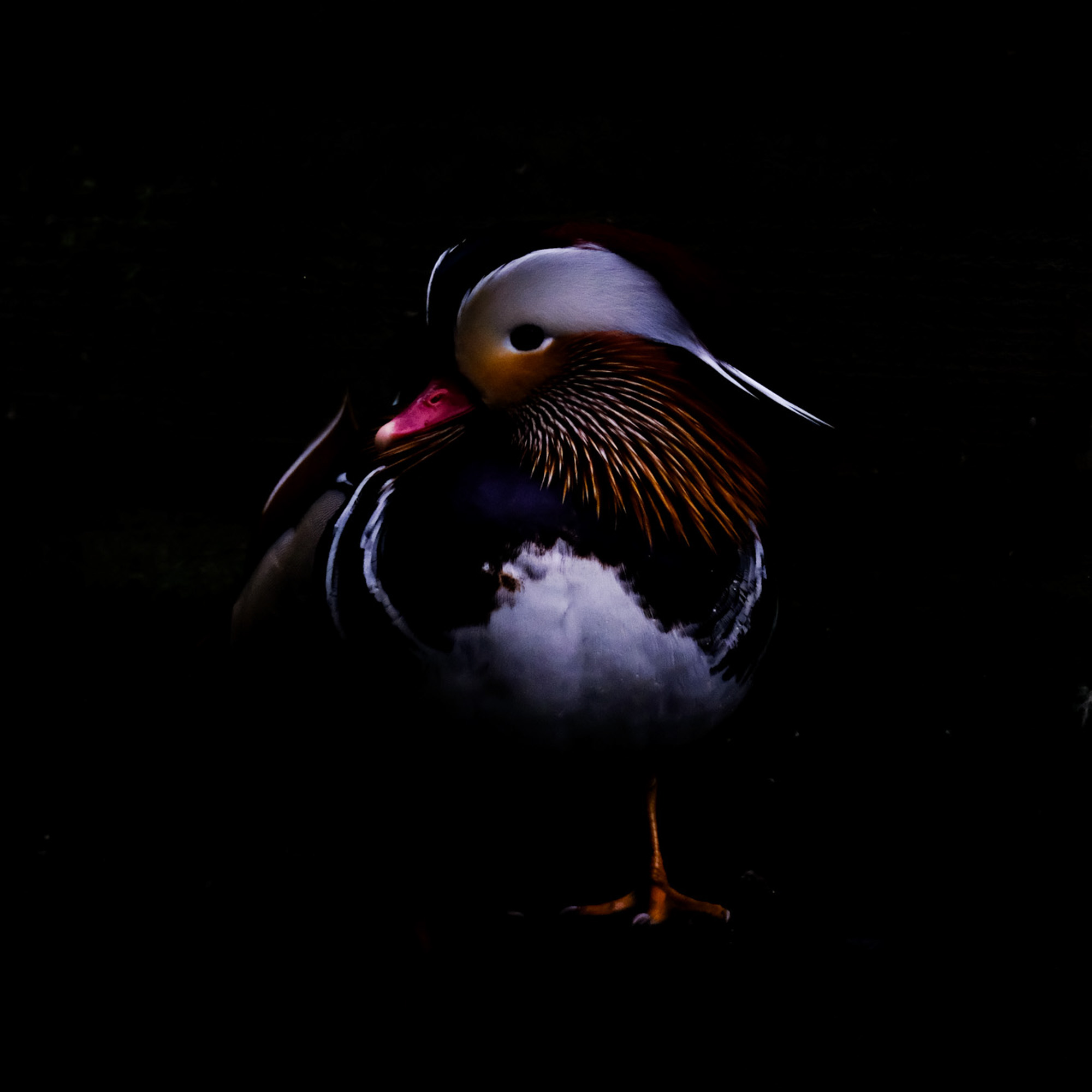 het diepste donker van 2024