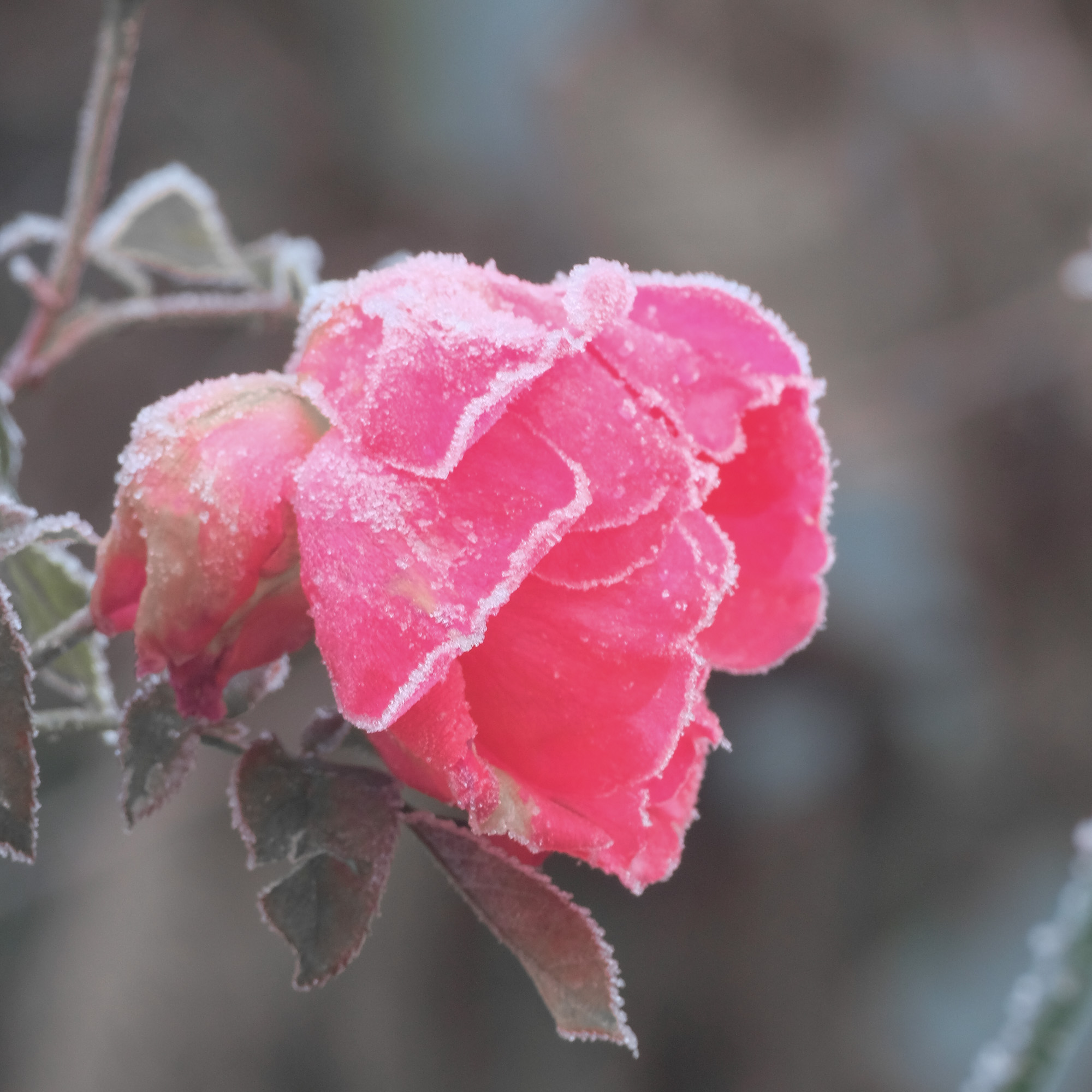 er ontvouwde zich een bloem