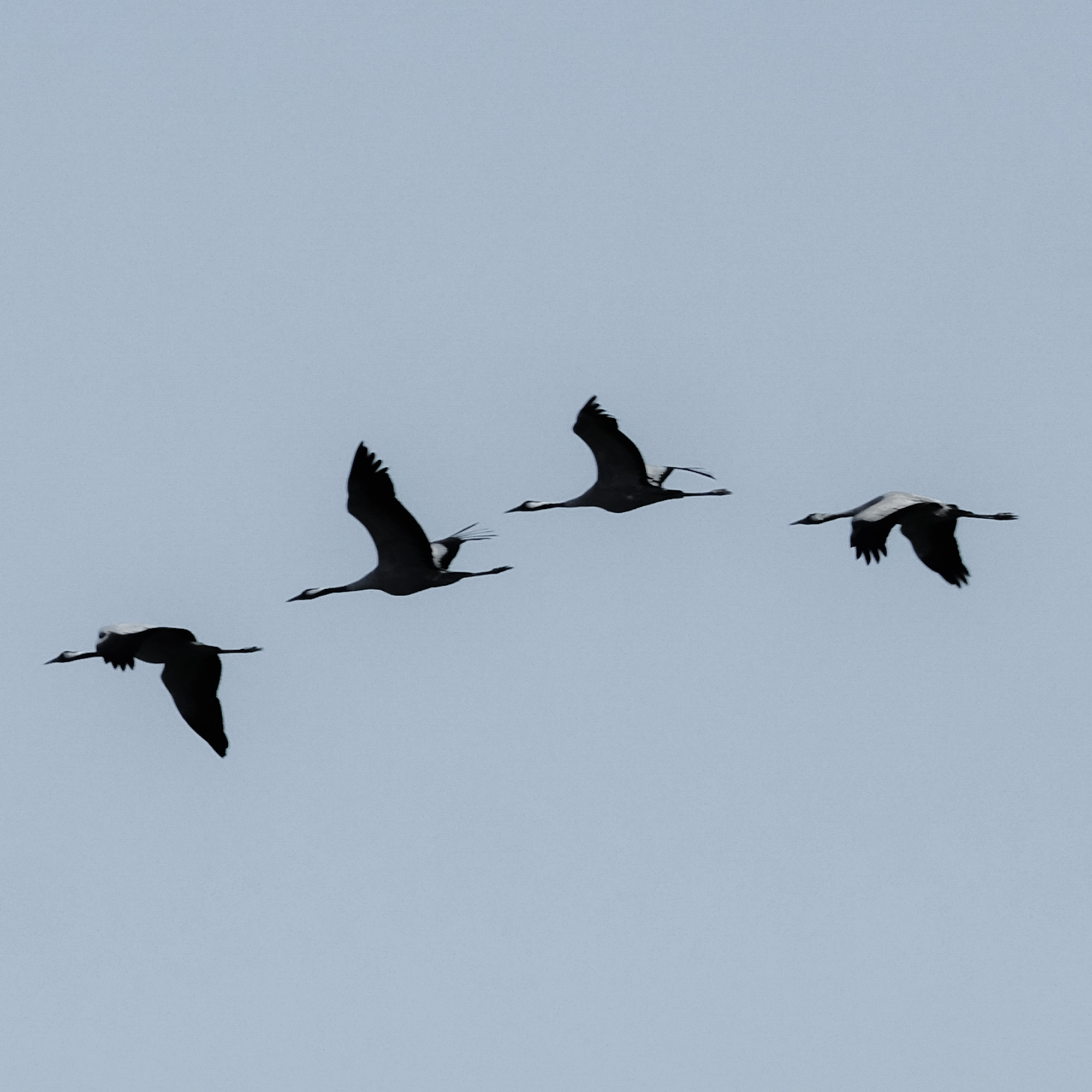 ‘sessie’ jullie zijn niet alleen