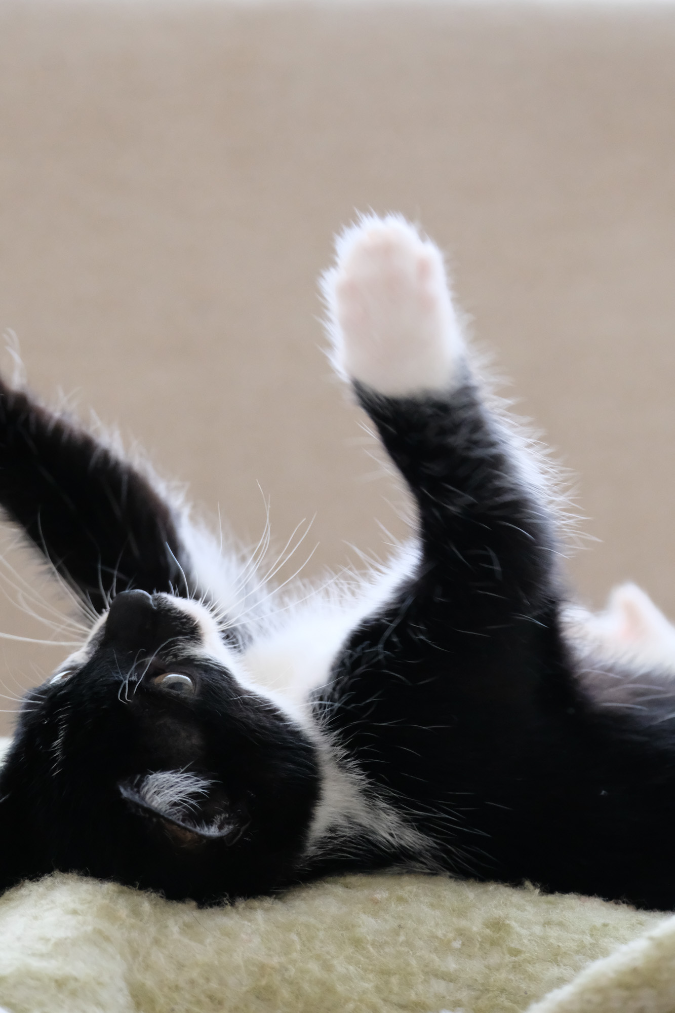 het kitten